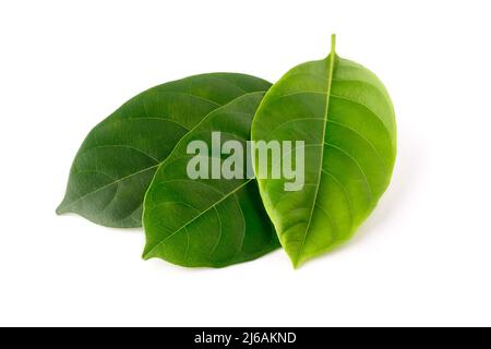 feuilles de jackfruit, feuilles comestibles bénéfiques pour la santé utilisées à des fins médicinales isolées sur fond blanc Banque D'Images