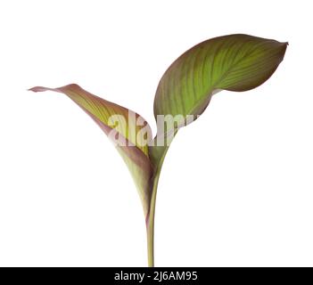 canna feuilles, canna edulis, belle plante verte tropicale à base de plantes isolées sur fond blanc Banque D'Images