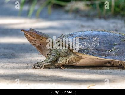 Les tortues de mer sortent de l'eau pour pondre des œufs et s'éloigner des alligators Banque D'Images