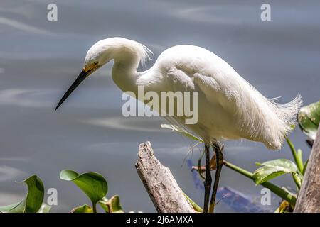 Magnifique Egret de neige sur la rive du lac Hancock Banque D'Images