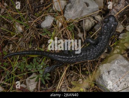 Salamandre alpin, Salamandra sur le cri de dolomite dans les Dolomites. Banque D'Images