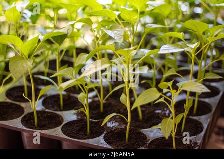 Semis de poivre bulgare à la maison avant de planter en gros plan Banque D'Images