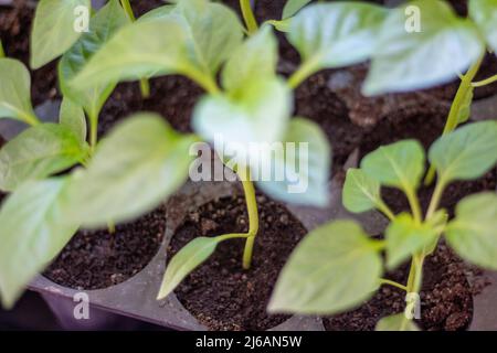 Semis de poivre bulgare à la maison avant de planter en gros plan Banque D'Images