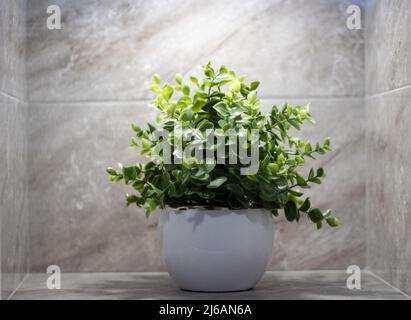 Fermer Rose Dame Ou Callisia Repens Ou Tortue Vigne Ou Pouce Plante Belle  Plantes Pousser En Céramique Noir Pot Dans Le Jardin. Photo stock - Image  du centrales, croissance: 224787092