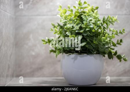 Callisia repens, également connu sous le nom de super-réducteur ou de vigne tortue, est un super-réducteur de la famille des Commelinaceae avec copyspace Banque D'Images