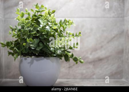 Callisia repens, également connu sous le nom de super-réducteur ou de vigne tortue, est un super-réducteur de la famille des Commelinaceae avec copyspace Banque D'Images