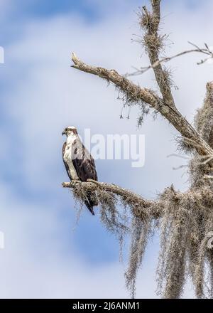 Osprey perchée dans un arbre le long de la promenade sur le sentier de la chua à Gainesville en Floride Banque D'Images