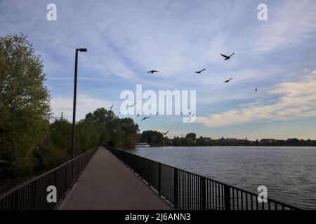 Troupeau d'oiseaux passant par un pont au-dessus d'un lac au crépuscule Banque D'Images