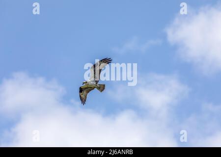 Osprey flog au-dessus des terres humides du parc national de la réserve des prairies payes à Gainesville, Floride Banque D'Images