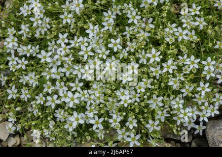 Vermillepertuis, Arenaria ciliata subsp. Multicaulis en fleur, Alpes italiennes. Banque D'Images