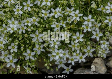 Vermillepertuis, Arenaria ciliata subsp. Multicaulis en fleur, Alpes italiennes. Banque D'Images