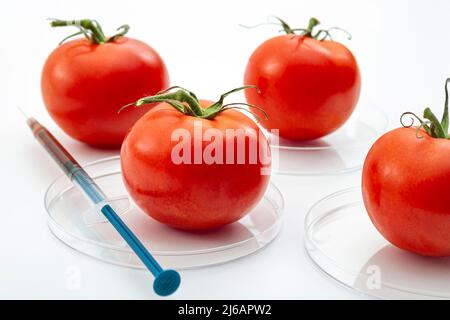 Aliments génétiquement modifiés ou aliments OGM, amélioration génétique des produits et manipulation de l'adn idée conceptuelle avec tomate rouge, boîte de Petri et une seringue Banque D'Images