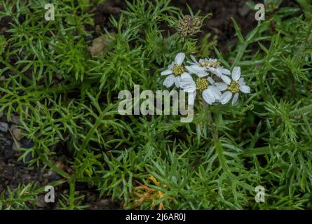 Arrow noir, Achillea atrata, en fleur dans les Alpes suisses. Banque D'Images