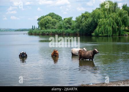 Vaches prenant un bain dans la rivière. La photo a été prise lors d'une journée chaude dans une zone de nature Banque D'Images