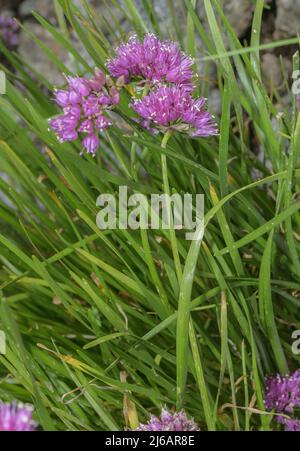 Ail de montagne, Allium lusitanicum, en fleur dans les Alpes suisses. Banque D'Images