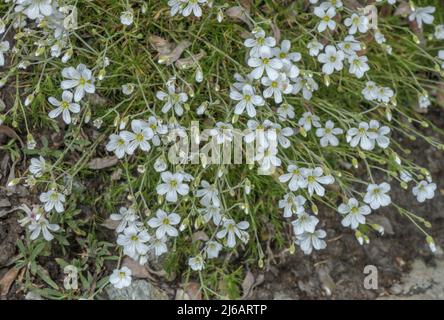 Mélèze feuille Sandwort, Minuartia laricifolia, en fleur dans les Alpes. Banque D'Images