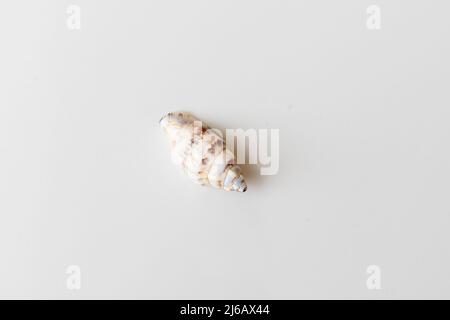 Spirale simple seashell sur fond blanc Banque D'Images