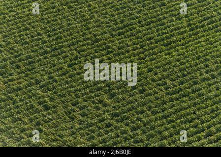 Bladen County, NC, 18 septembre 2018 -- vue aérienne des inondations de l'ouragan Florence. Banque D'Images