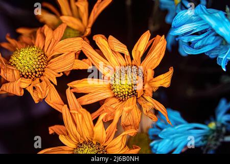 Une vue lumineuse des fleurs de Marguerite orange et bleue avec spot blanc Banque D'Images