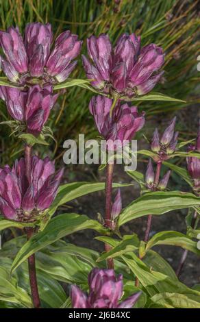 Gentiane hongroise, Gentiana pannonica, en fleur dans les Alpes suisses. Banque D'Images