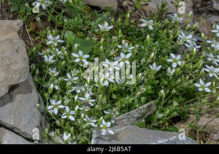 Armoise frangée, Arenaria ciliata, en fleur, Alpes suisses. Banque D'Images