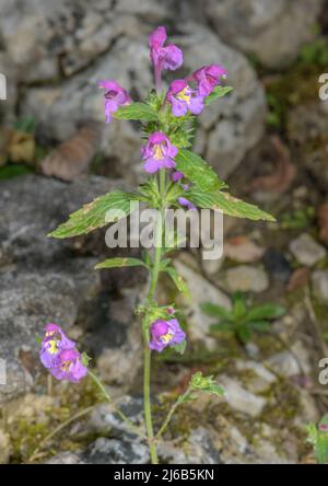 Louche de chanvre rouge, Galeopsis ladanum en fleur. Banque D'Images