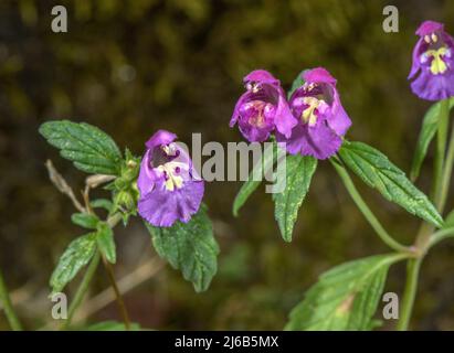 Louche de chanvre rouge, Galeopsis ladanum en fleur. Banque D'Images