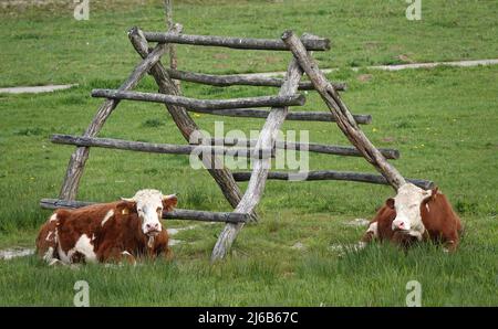 Deux vaches à poil rouge-blanc se trouvent à côté d'un cadre d'escalade pour enfants. Cela est possible dans un parc où la municipalité gère la nature dans un natura Banque D'Images