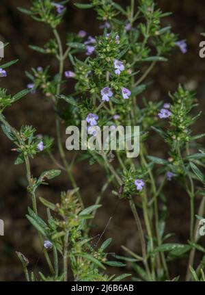 Été salé, Satureja hortensis, en fleur, dans le jardin d'herbes. Banque D'Images