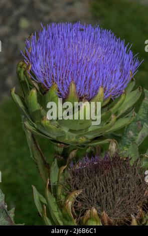 Globe artichaut, Cynara cardunculus var. Scolymus, en fleur dans le potager. Banque D'Images