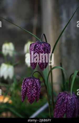 Fritilaria meleagris, tête de serpent fritillaire, tête de serpent dans un jardin Banque D'Images