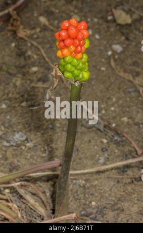 Les seigneurs-et-dames italiens, Arum italicum, dans les fruits en automne. Banque D'Images