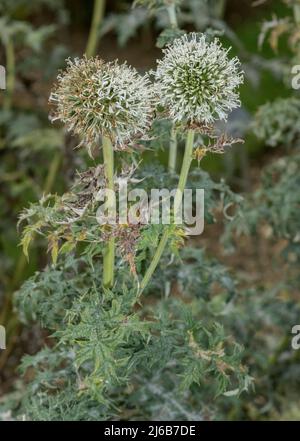 Grand chardon-globe, Echinops sphaerocephalus en fleur, Europe du Sud-est. Banque D'Images