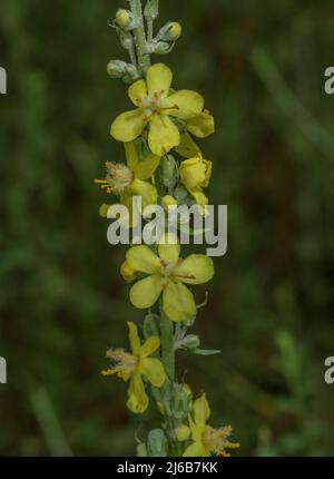 Mulléine blanche, verbascum lychnite, (forme jaune) en fleur. Banque D'Images