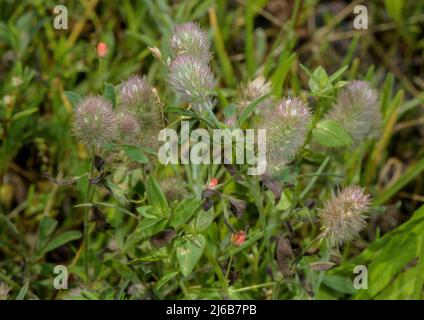 Trèfle de Lièvre, Trifolium arvense en fleur sur une bordure sablonneuse. Banque D'Images