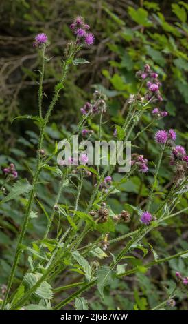 Chardon sans fil bouclés ou chardon-Marie, Carduus crispus en fleur. Suisse. Banque D'Images