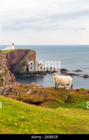 Moutons écossais à Blackface sur le fond du phare de Stoer près du phare de Old Man of Stoer, côte ouest de l'Écosse, NC500, côte nord 500 Banque D'Images