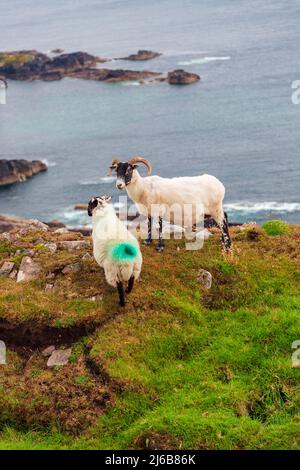 Scottish Blackface Free Range moutons britanniques, brebis avec agneaux, broutant dans les pâturages entre le phare de Stoer et le vieux homme de Stoer Banque D'Images