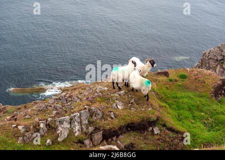 Scottish Blackface Free Range moutons britanniques, brebis avec agneaux, broutant dans les pâturages entre le phare de Stoer et le vieux homme de Stoer Banque D'Images