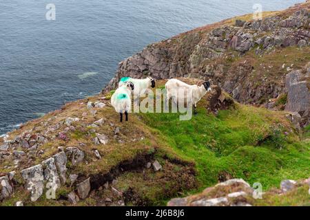 Scottish Blackface Free Range moutons britanniques, brebis avec agneaux, broutant dans les pâturages entre le phare de Stoer et le vieux homme de Stoer Banque D'Images