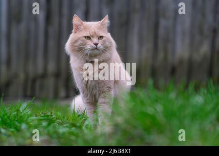 Un chat rouge est en train d'errer dans la cour. Banque D'Images