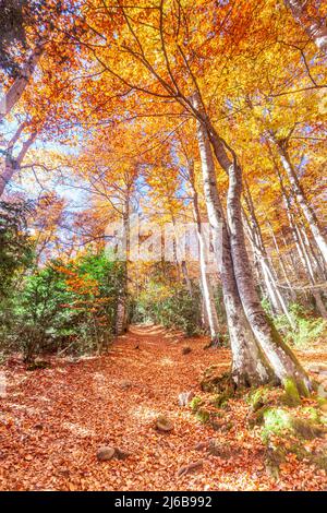 Forêt de Betato à Piedrafita de Jaca, Huesca, Espagne Banque D'Images