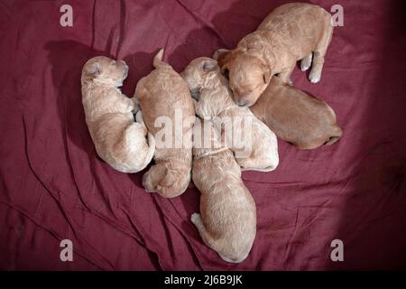 Gros plan sur les chiots de 10 jours Poochon (mélange Poodle & Bichon) dormant dans une boîte de réception Banque D'Images