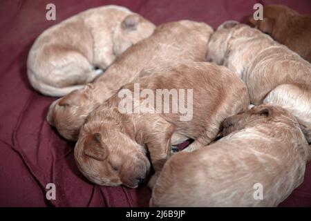 Gros plan sur les chiots de 10 jours Poochon (mélange Poodle & Bichon) dormant dans une boîte de réception Banque D'Images