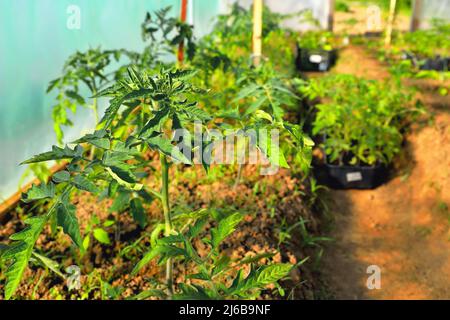 Les jeunes plants de tomates poussent en serre au printemps, au soleil, au foyer sélectif, en gros plan Banque D'Images