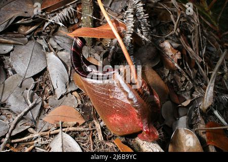 Pichet inférieur rouge foncé de l'usine de pichet carnivore Nepenthes rafflesiana, Bako, Sarawak, Bornéo Banque D'Images