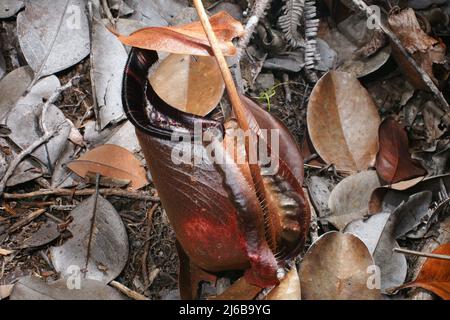 Pichet inférieur rouge foncé de l'usine de pichet carnivore Nepenthes rafflesiana, Bako, Sarawak, Bornéo Banque D'Images