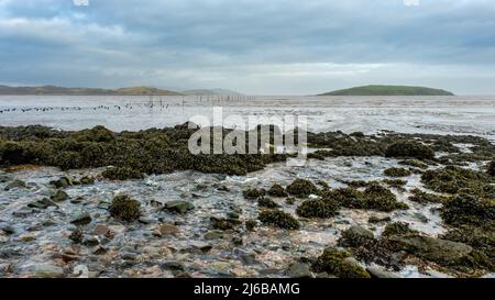 Ruisseau qui coule dans la baie de Balcary, avec filets de pêche au saumon et l'île de Hestan en arrière-plan, Auchencairn, Écosse Banque D'Images