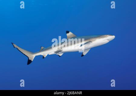 Requin récif à pointe noire (Carcharhinus melanopterus), Yap, Micronésie. Océan Pacifique, Asie Banque D'Images