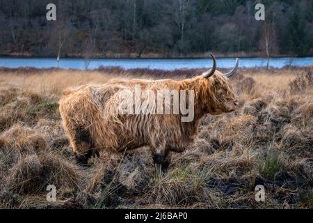 Une vache de montagne avec des cornes debout dans un champ écossais en hiver Banque D'Images